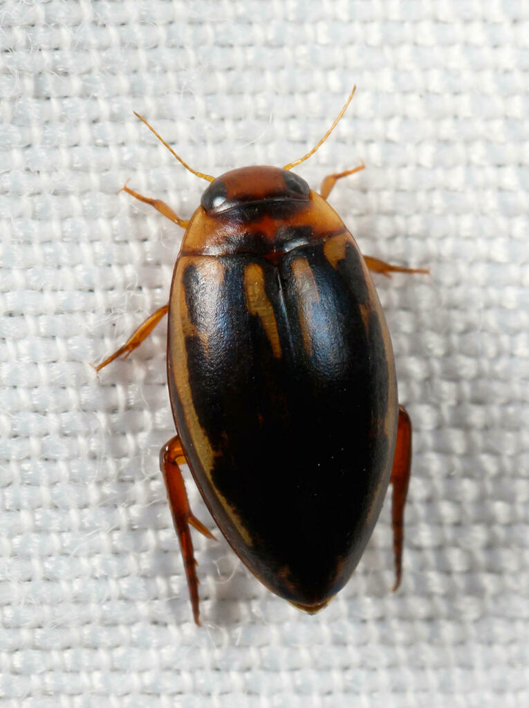 Coptotomus interrogatus · iNaturalist