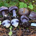 Cortinarius calyptratus - Photo (c) Shannon Adams, all rights reserved, uploaded by Shannon Adams