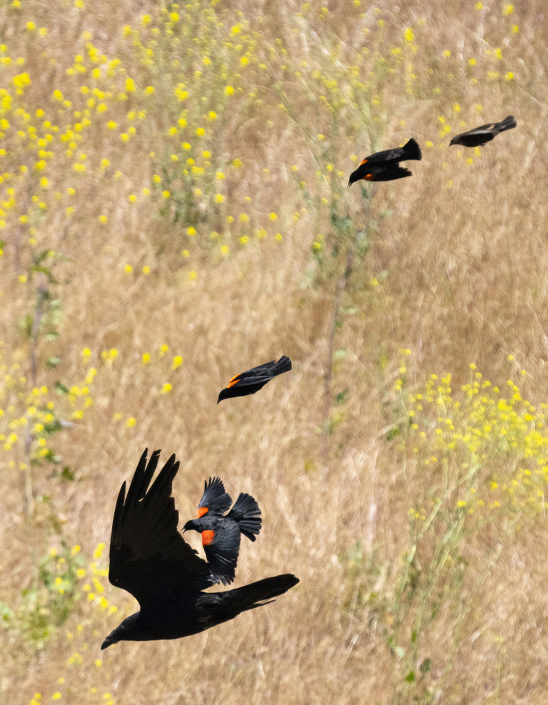 Common Raven from Alameda County, CA, USA on May 21, 2023 at 10:42 AM ...