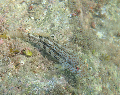 Spotted Sand Bass