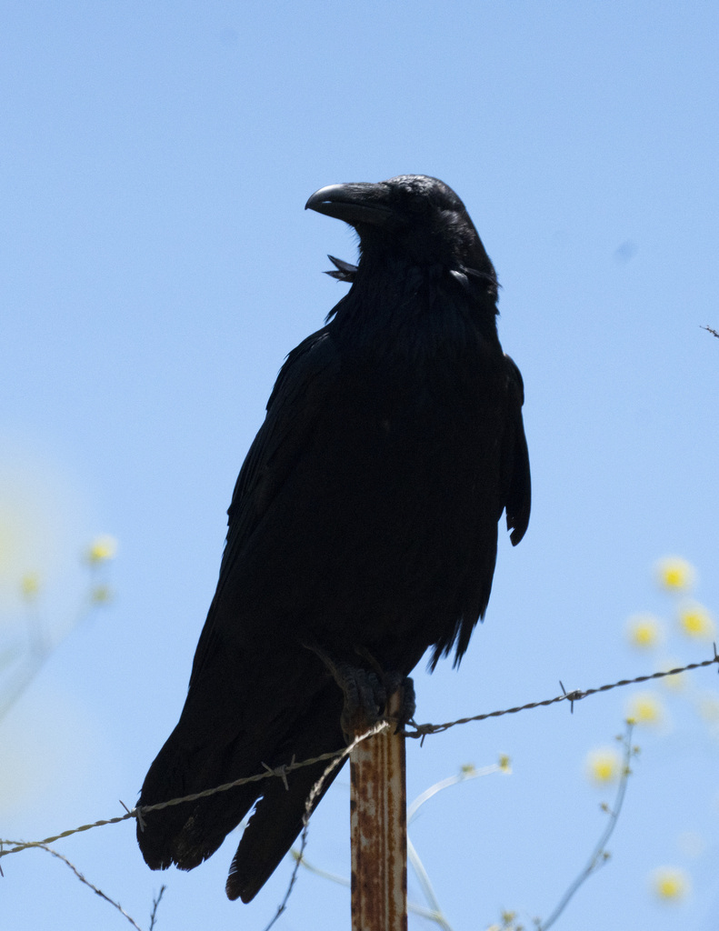 Common Raven from Alameda County, CA, USA on May 21, 2023 at 11:04 AM ...