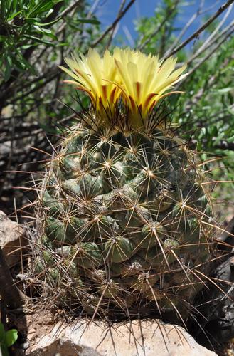Coryphantha delaetiana