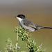 Sardinian Warbler - Photo (c) Paul, all rights reserved, uploaded by Paul