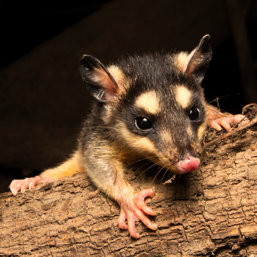 Common Four-eyed Opossum from Aruanã - GO, 76710-000, Brasil on May 21 ...