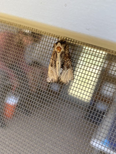iNaturalist observation photo of Cutworms and Dart Moths