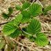 Manchurian Alder - Photo (c) snv2, all rights reserved, uploaded by snv2