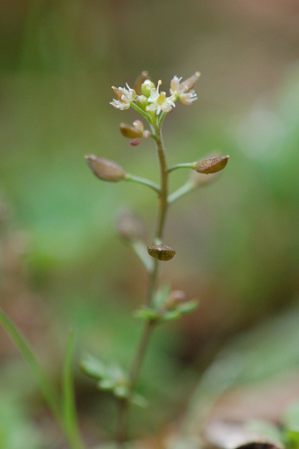 Hornungia