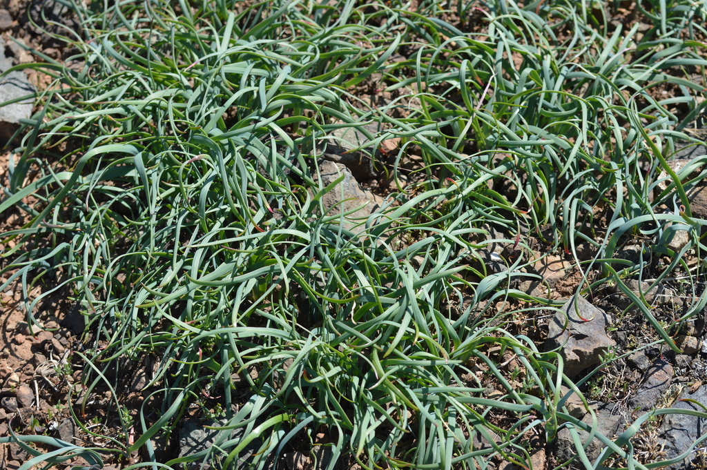 Olympic Onion from Cowichan Valley, BC, CA on May 21, 2023 at 12:37 PM ...