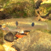 Few-spotted Toothcarp - Photo (c) gernotkunz, all rights reserved, uploaded by gernotkunz