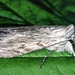 Cucullia lactucae - Photo (c) dsch, todos los derechos reservados
