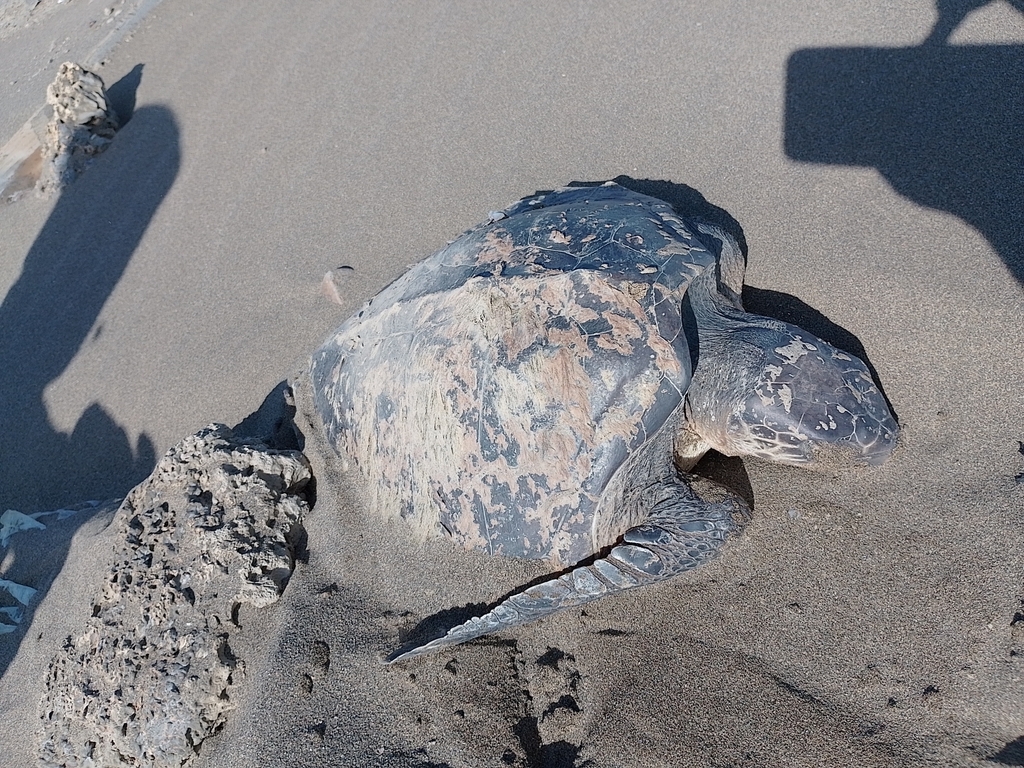 Typical Sea Turtles in February 2023 by okami150 · iNaturalist