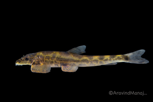 Travancoria jonesi