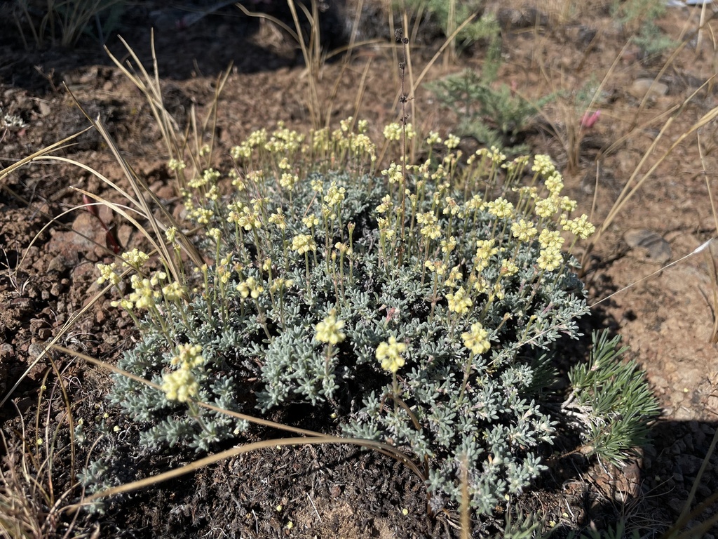 thymeleaf buckwheat from Yakima, WA, US on May 20, 2023 at 0929 AM by