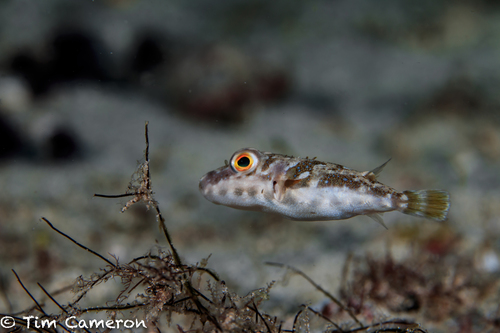 Guinean Puffer