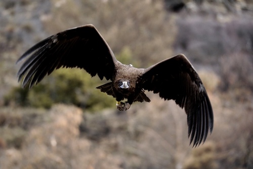 Cinereous Vulture