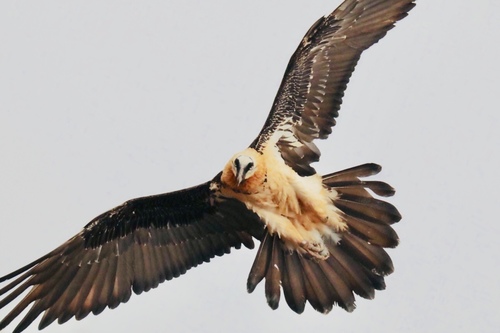Bearded Vulture