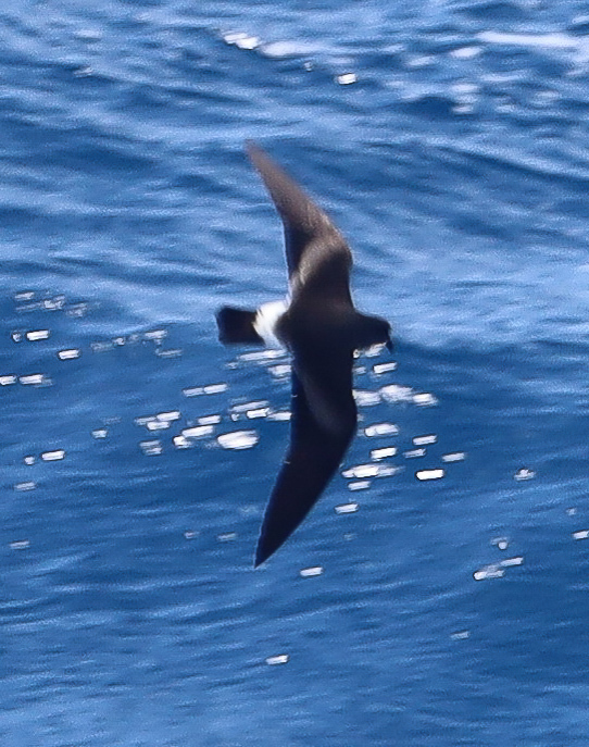 Cape Verde Storm-Petrel (Hydrobates jabejabe) photo