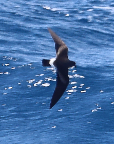 Cape Verde Storm Petrel