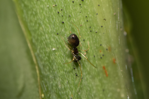 Coleosoma pseudoblandum