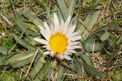 Werneria nubigena image