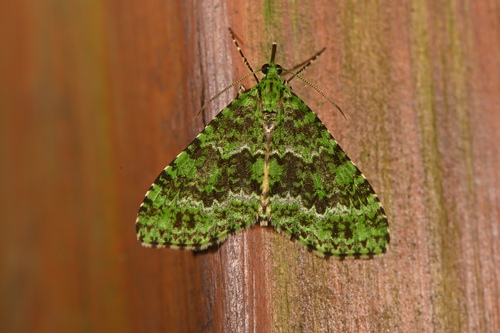 Tristeirometa