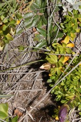 Gentianella cerastioides image