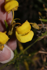 Calceolaria ferruginea image