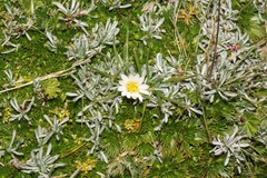 Werneria pygmaea image