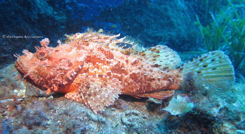 Scorpionfish