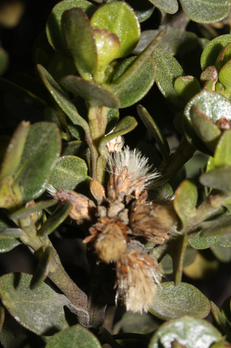 Baccharis buxifolia image