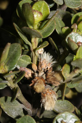 Image of Baccharis buxifolia
