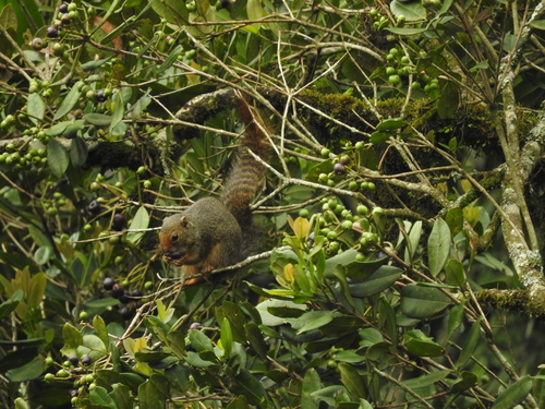 Ruwenzori Sun Squirrel