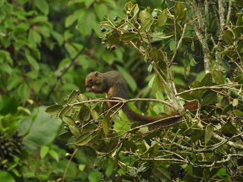 Ruwenzori Sun Squirrel
