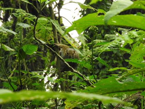 Carruthers' Mountain Squirrel