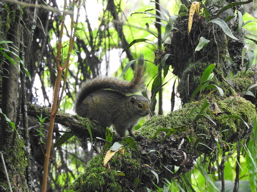 Carruthers' Mountain Squirrel
