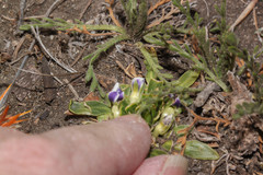 Viola pygmaea image