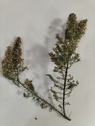 Avistamiento Erica arborea
