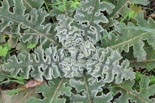 wavyleaf mullein