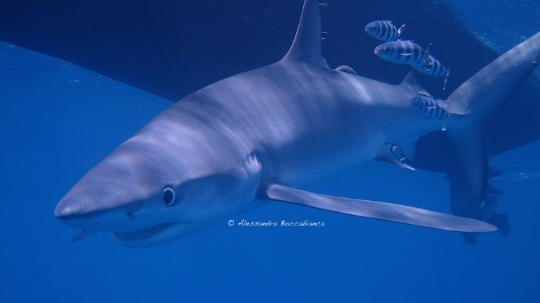 Blue Shark