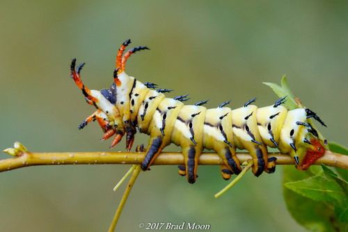 Regal Moth