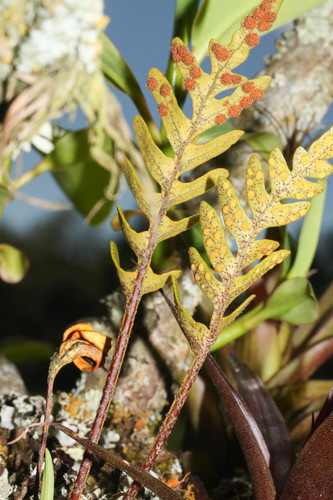 Polypodioideae image