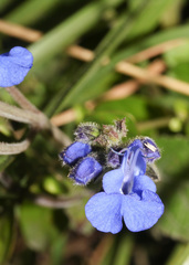 Salvia scutellarioides image