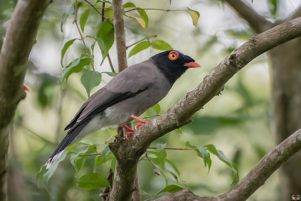 Angola Helmetshrike photo