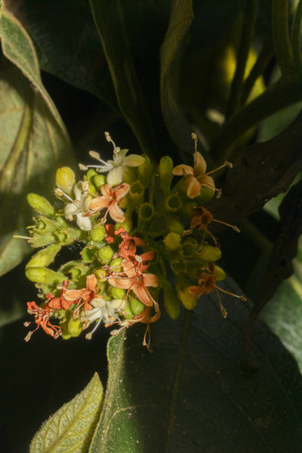 Aegiphila ferruginea image