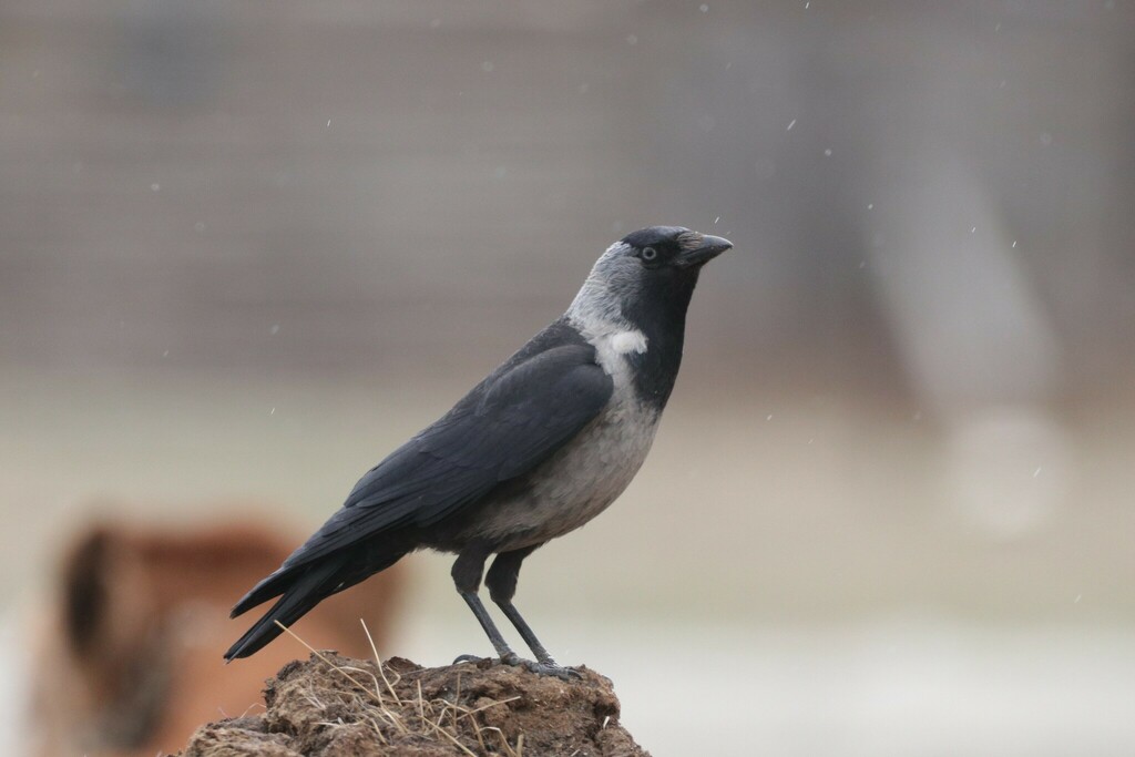Daurian Jackdaw photo