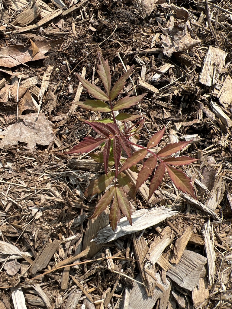 flowering plants from Elm St, Guilford, CT, US on May 22, 2023 at 1042
