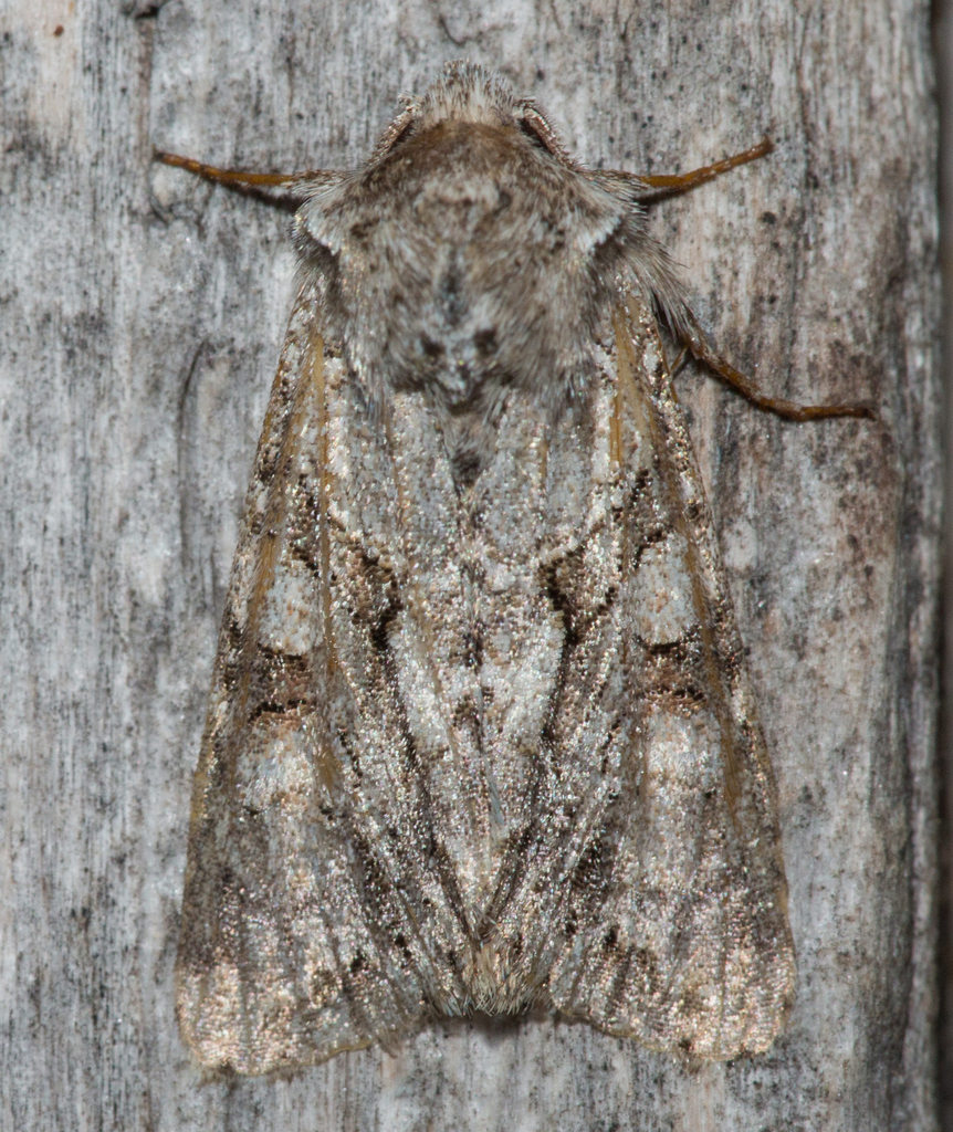 Distinct Quaker from Washington County, VT, USA on May 19, 2023 at 0910 PM by Joshua Lincoln