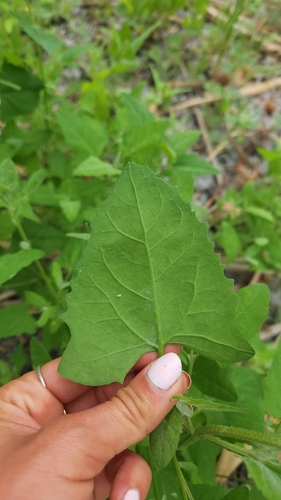 iNaturalist observation photo of Creeping Saltbush