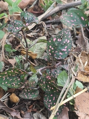 Hypoestes phyllostachya image