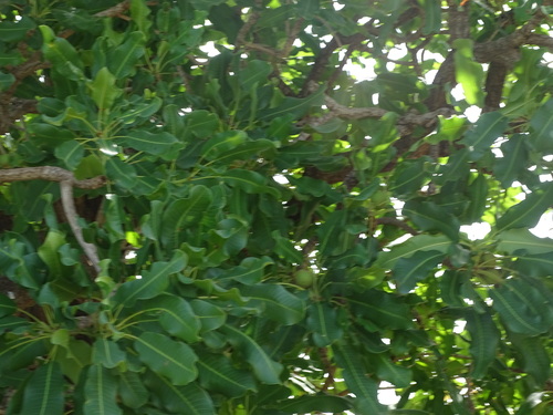 Shea Tree